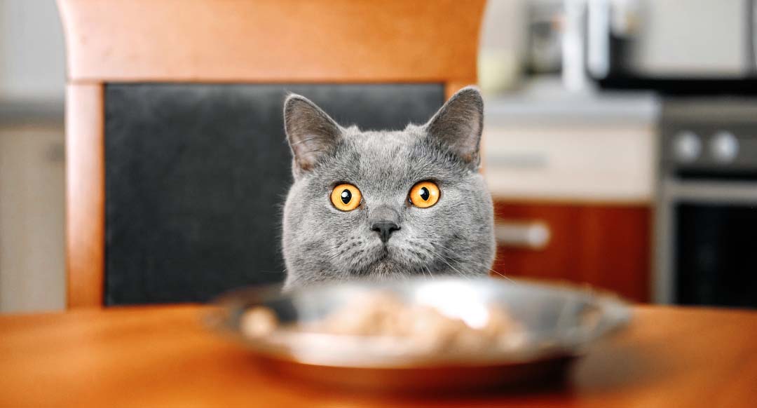 What Do Cats Eat? The Ultimate Guide To Feline Nutrition