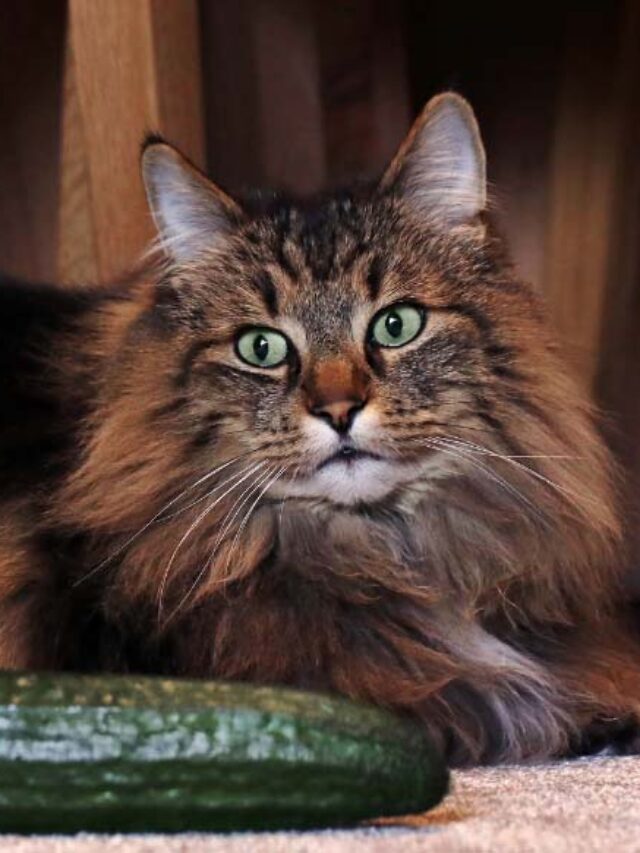 Why Do Cats Leap at the Sight of Cucumbers?