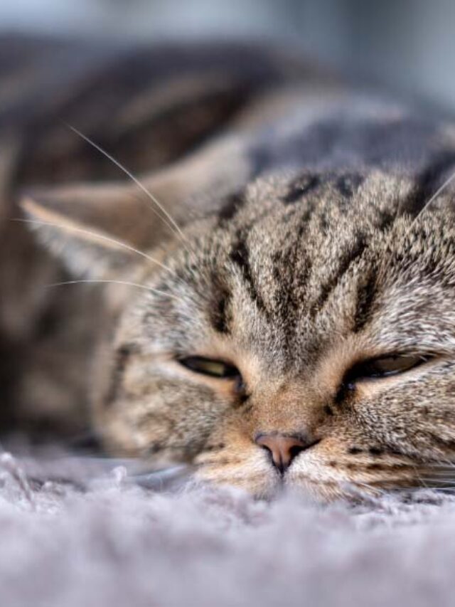 What To Feed A Sick Cat With No Appetite The Pet Staff what-to-feed-a-sick-cat-with-no-appetite-the-pet-staff