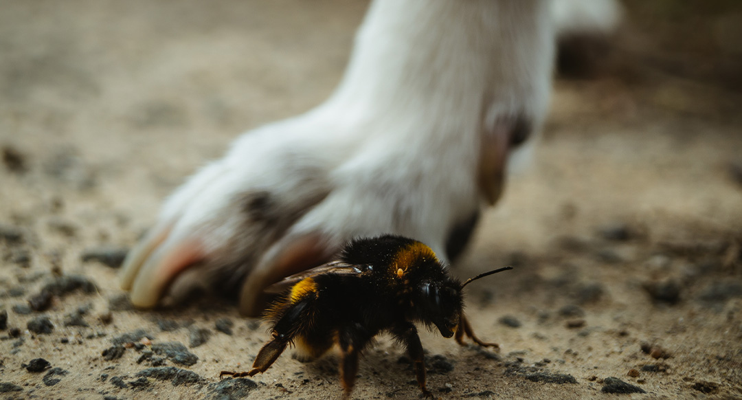 A bee near dog's paw