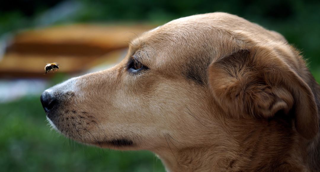 Bee flying above dog's muzzle