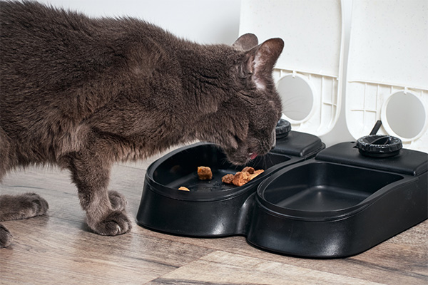Cat eating from a black automatic smart feeder