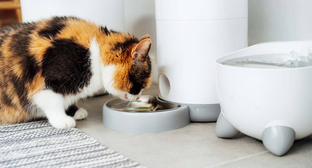 Cat eating from an automatic smart feeder