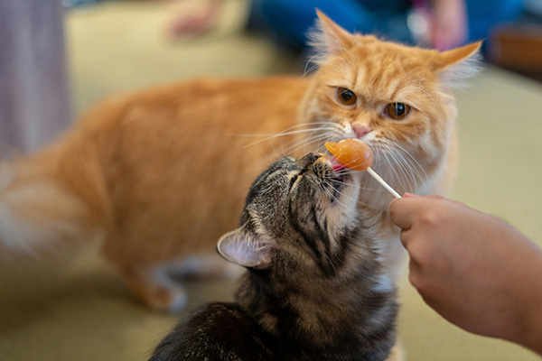 Cat licking lollipop cat treat