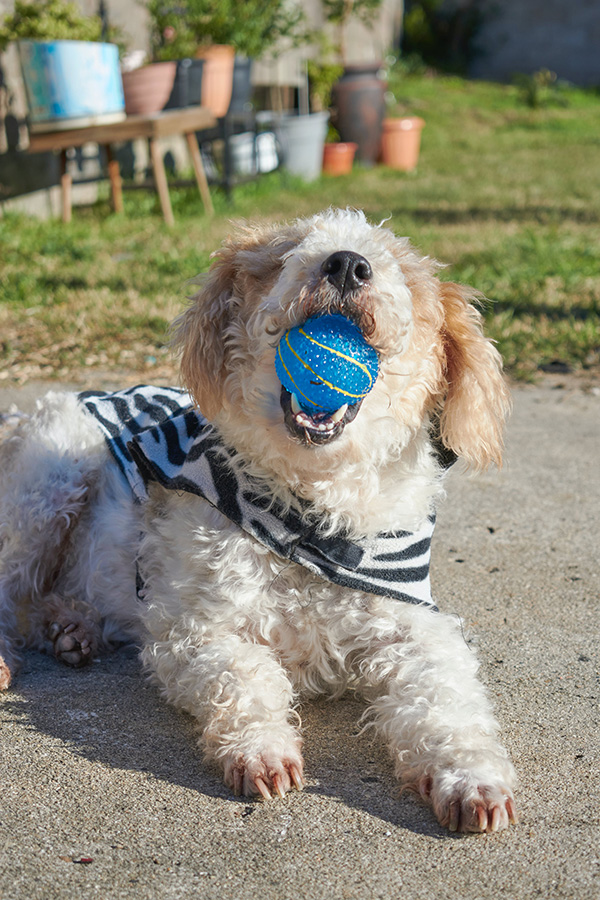 Dog biting a blue ball
