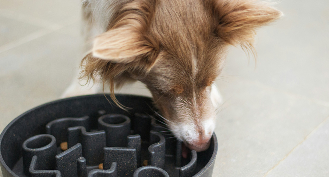 Dog eating from a slow feeder