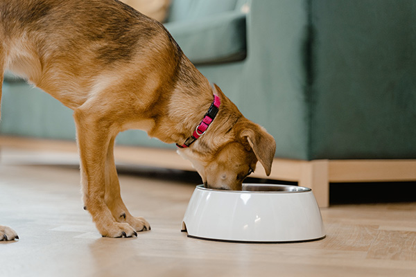 Dog eating from white dog bowl