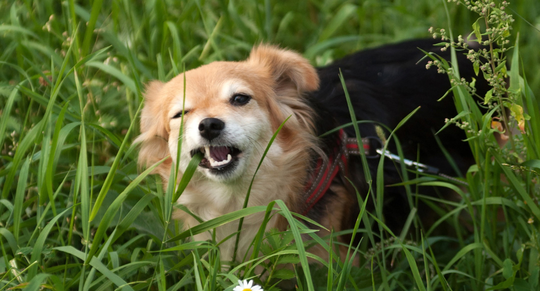 Dog eating grass