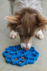 Image showcasing Why Use A Slow Feeder For Dogs - The Pet Staff
