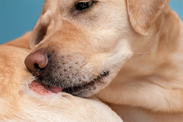 Dog licking its irritated skin