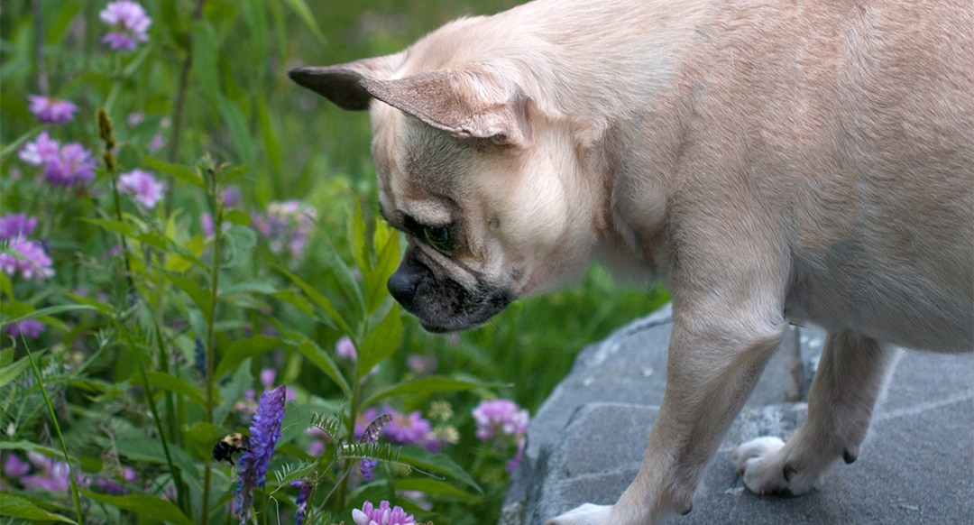 Dog looking at a bee