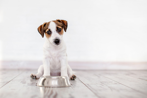 Dog with food bowl