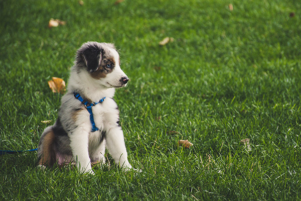 Puppy sitting on grass field