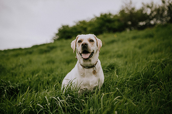 White dog on green grass