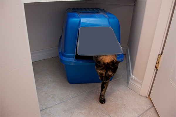Cat getting inside blue litter box