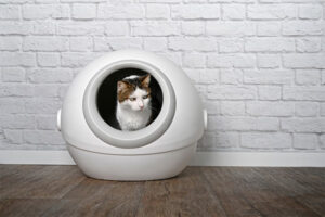 How Much Litter To Put In Litter Box - The Pet Staff