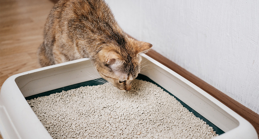 Cat smelling the cat litter on litter box