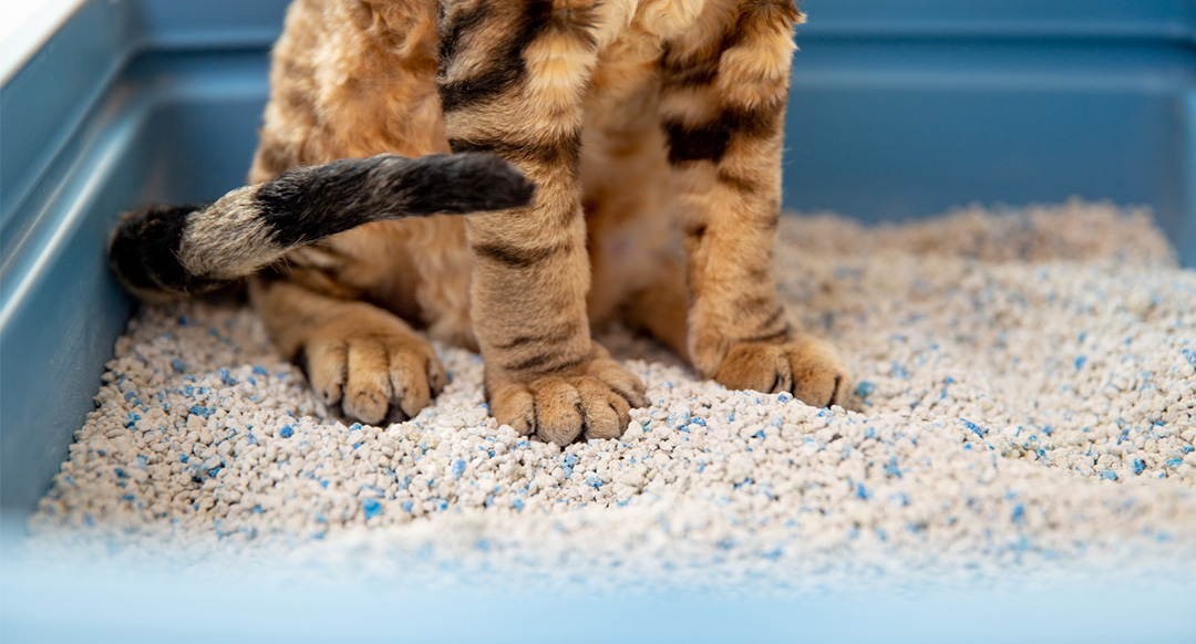 Guide To Types Of Cat Litter
