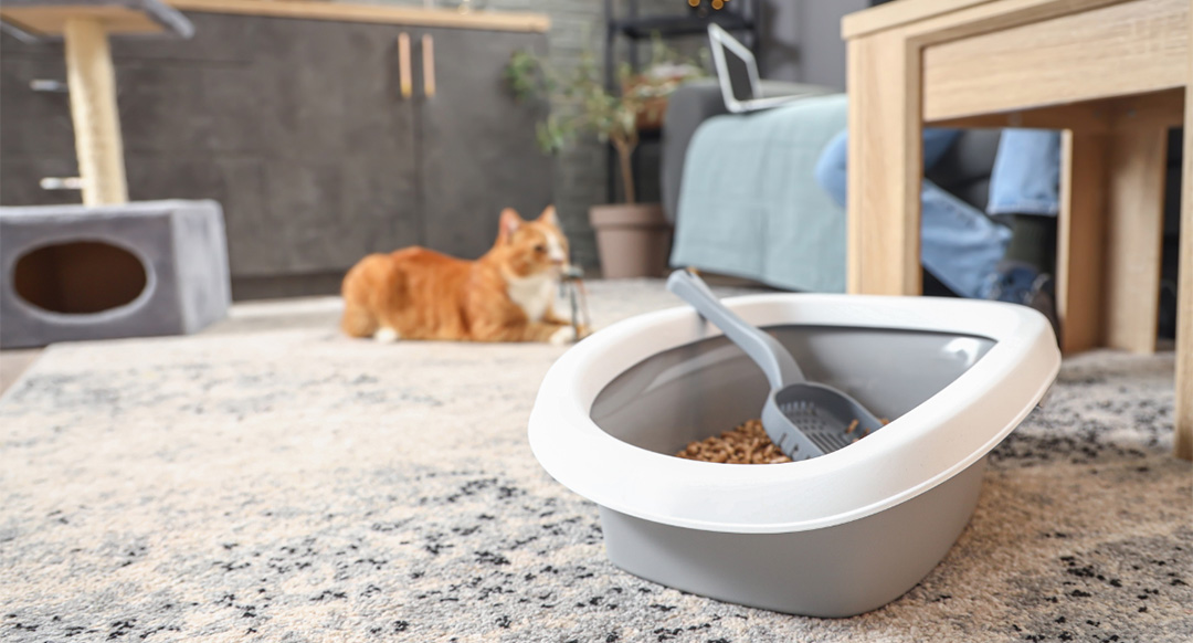 Litter box with orange cat in the background