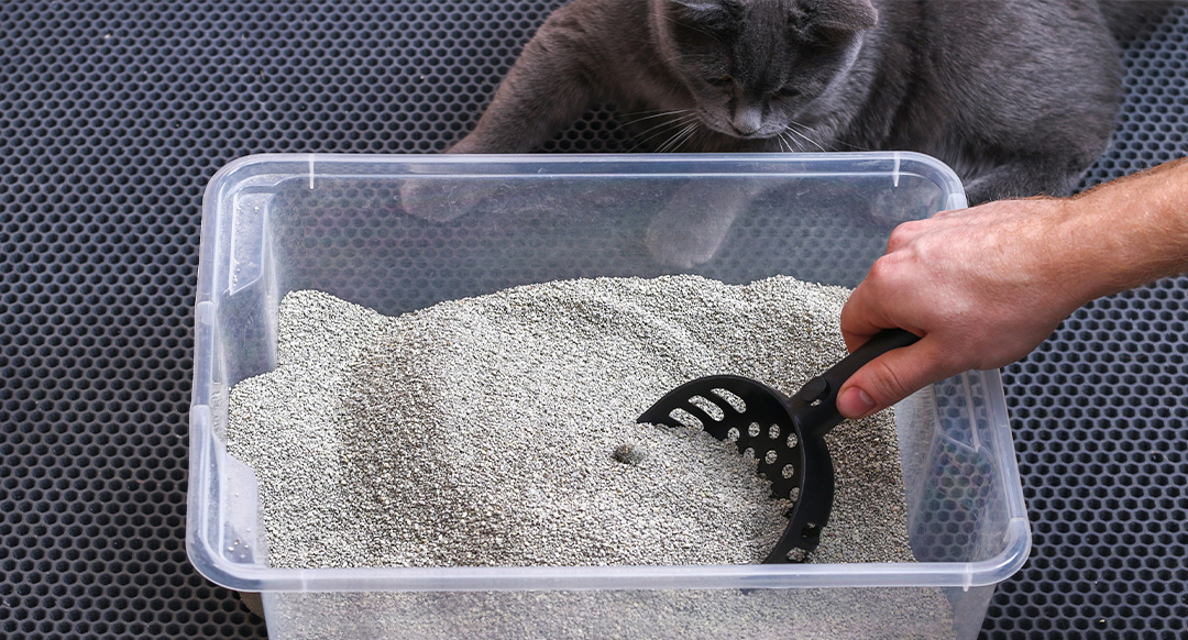 Person Changing Clumping Litter Box