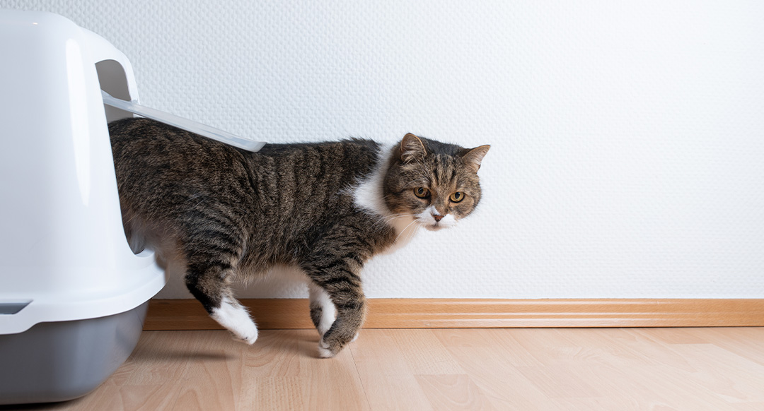 Stop Cat Litter Tracking