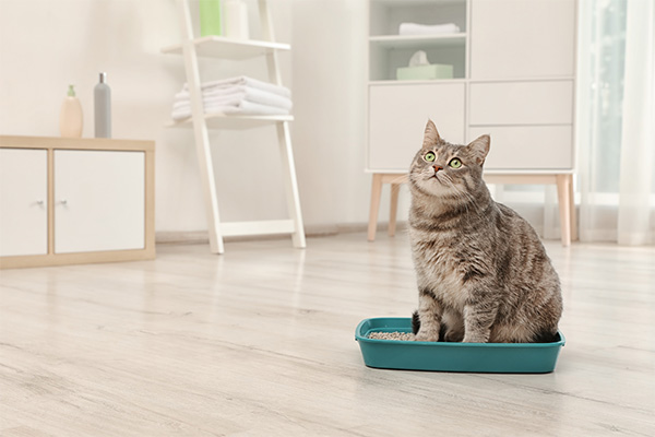 Types of Cat Litter Features