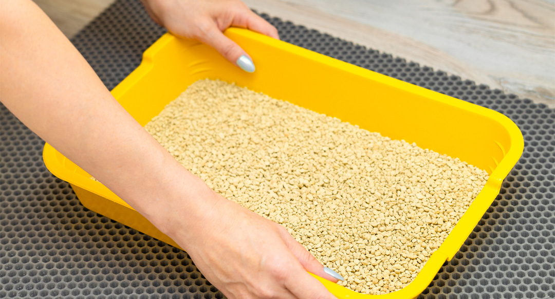 Woman putting litter box with new cat litter on black mat