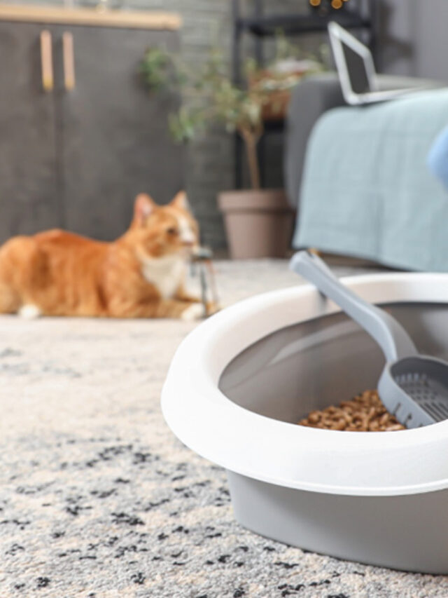 The Ultimate Cat Litter Disposal Guide