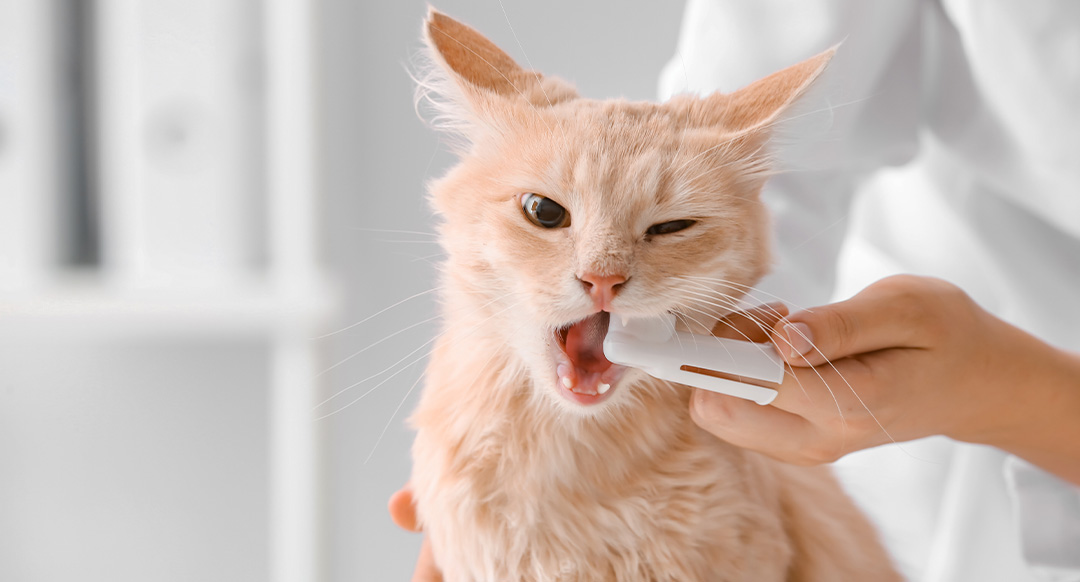 How To Brush Cat Teeth