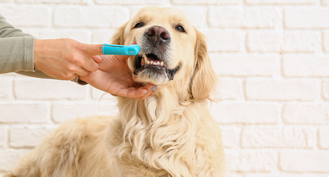 Person brushing dog's teeth