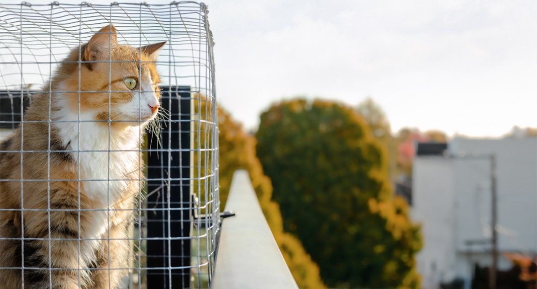 What Is A Catio And How They Benefit Your Feline Friend