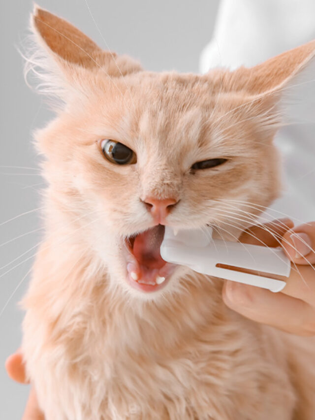How to Brush Your Cat's Teeth Like a Pro The Pet Staff