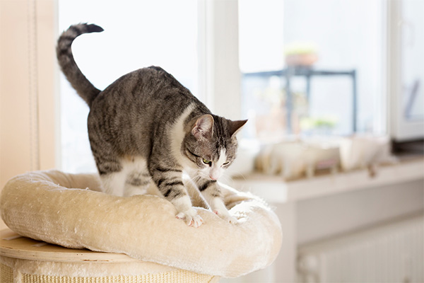 Cat kneading on a cushion