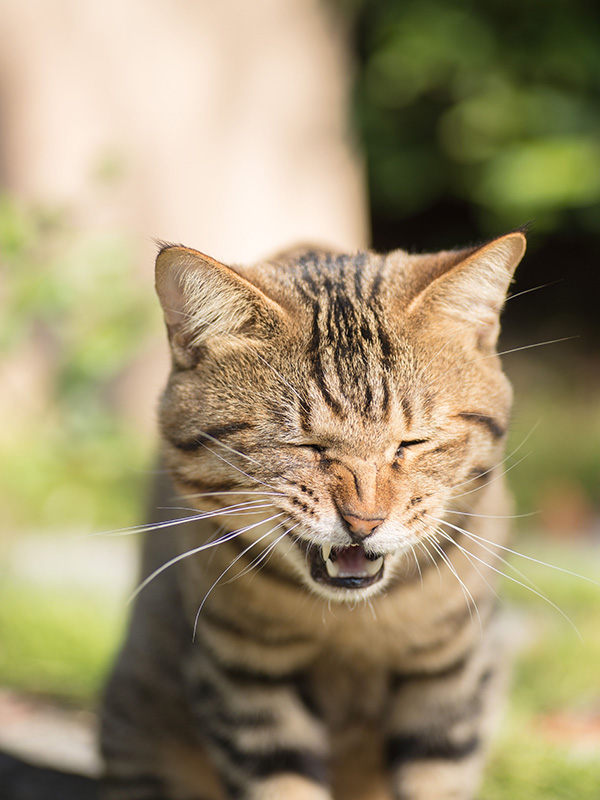 Tabby cat sneezing