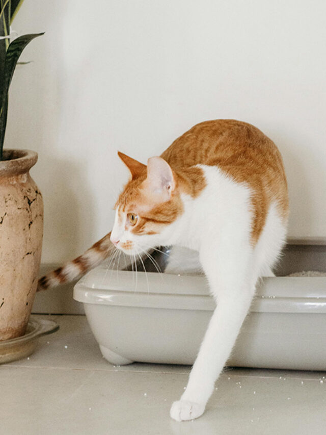 5 Clever Ways to Stop Cat Litter Tracking