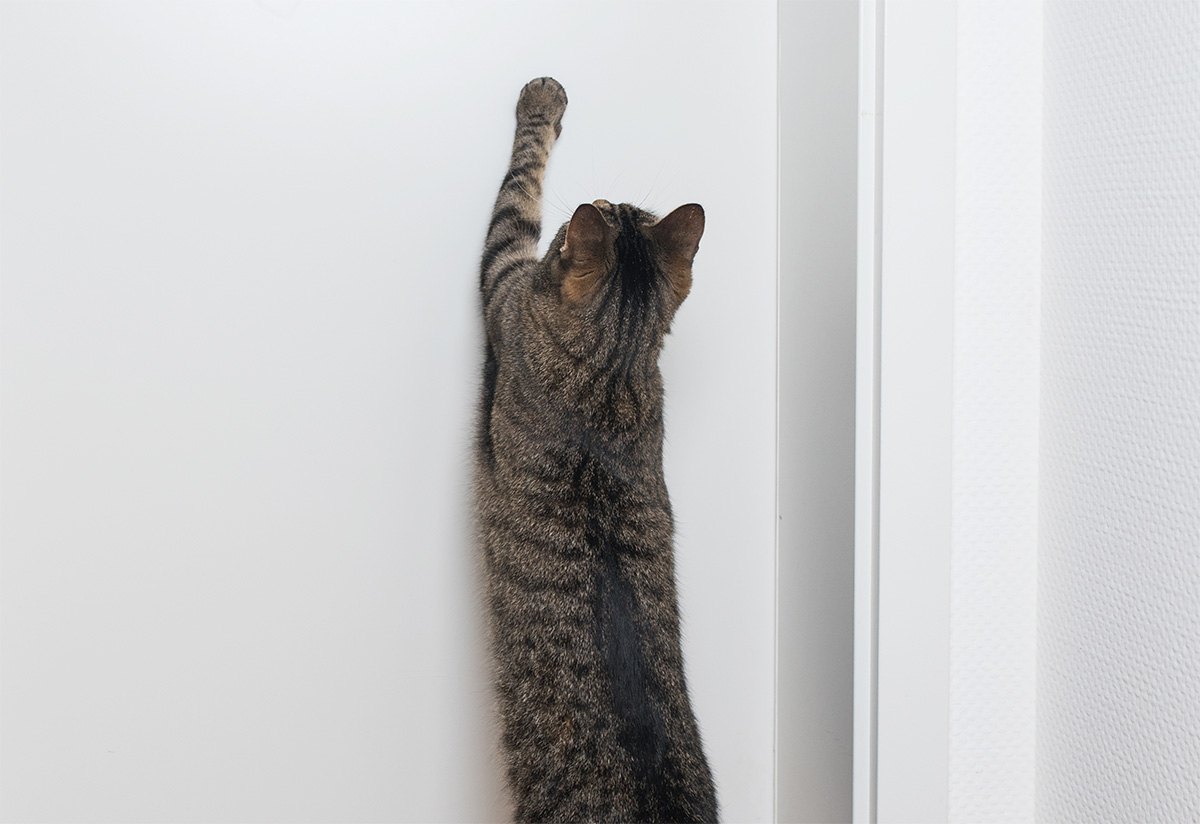 Cat Scratching a Door