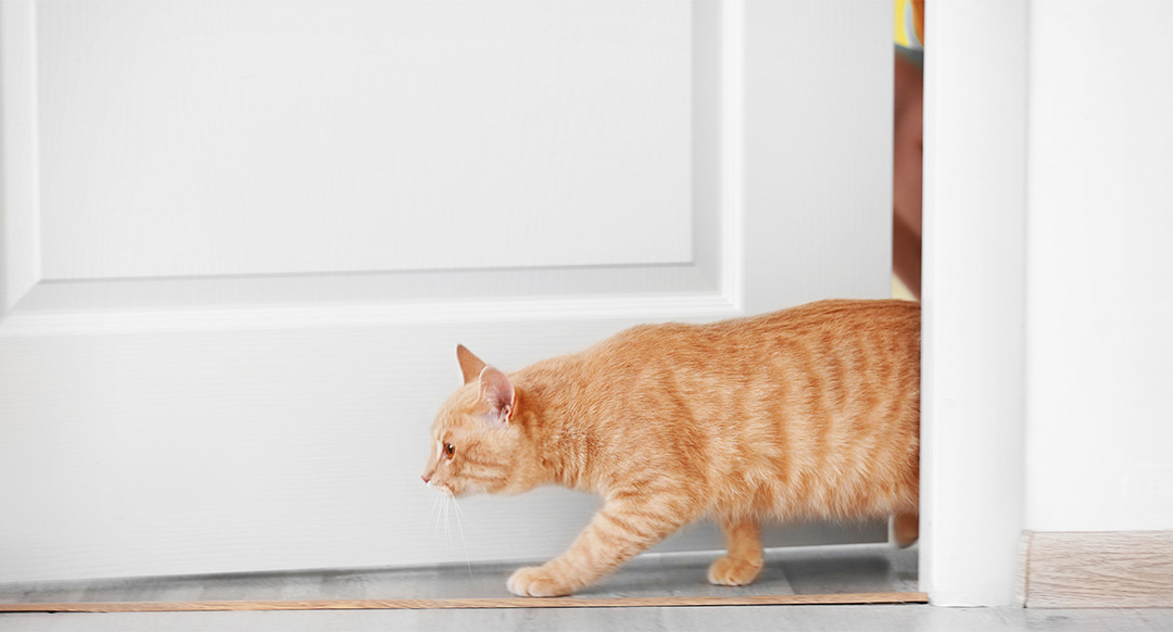 Cat Walking Out The Door
