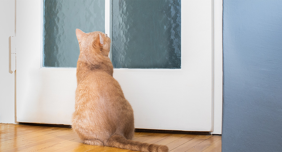 Cat in front of a closed door