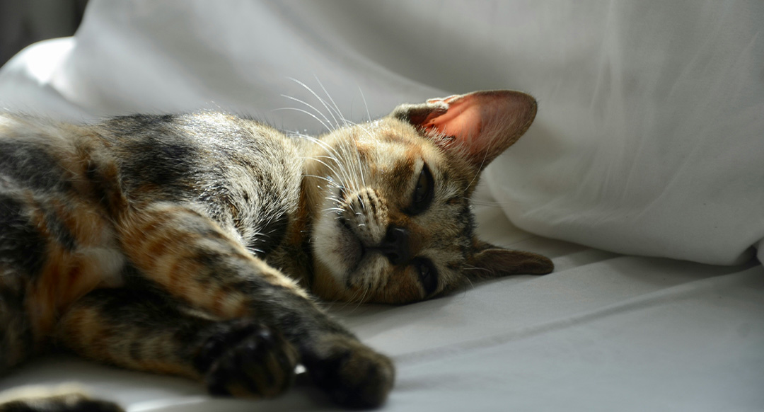 Common Cat Stress Symptoms