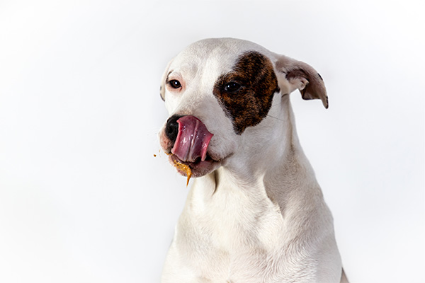 Dog enjoying peanut butter