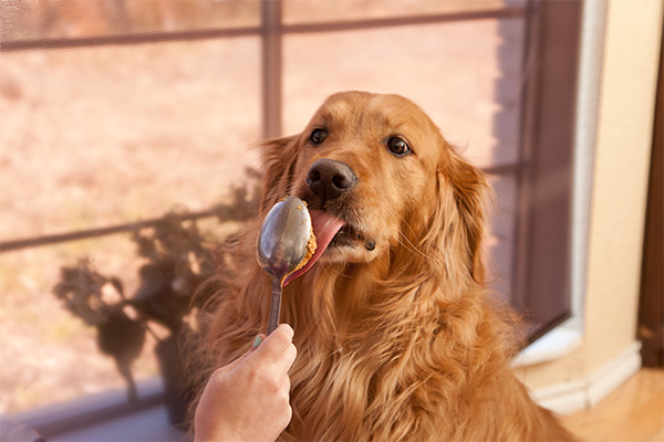 Golden Retriever eating peanut butter