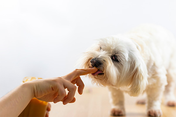 Introducing peanut butter to dog