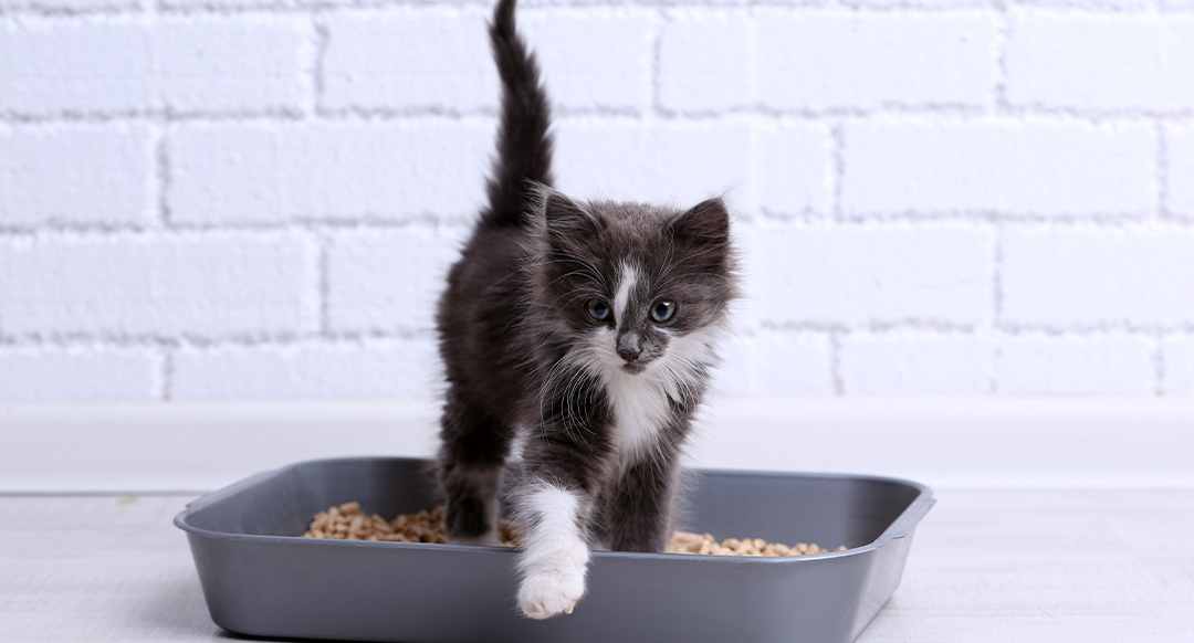 Why A Cat Plays In Litter Box And How To Stop It
