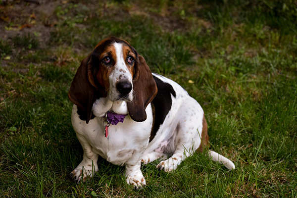 Basset Hound (1)