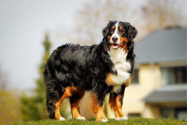 Bernese Mountain Dog (1)