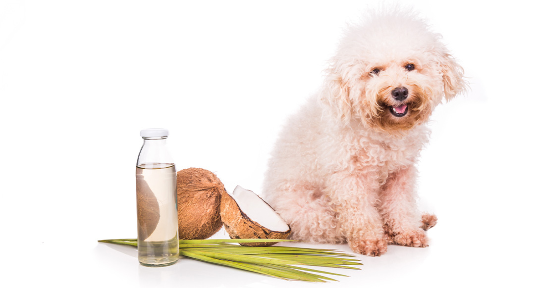 Can dog eat coconut oil