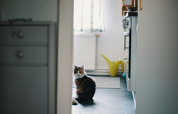 Cat looking at its owner