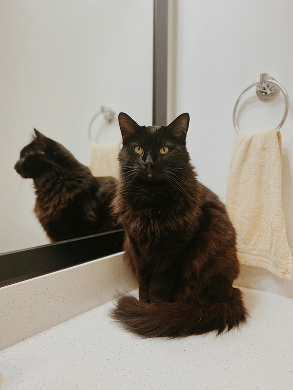 Cat on the bathroom counter