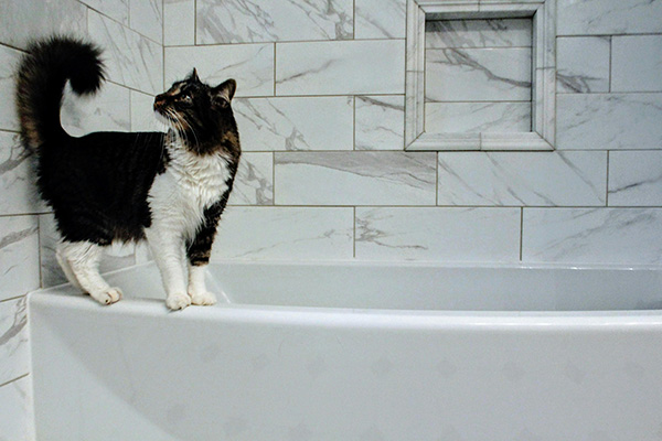 Cat on the bathtub