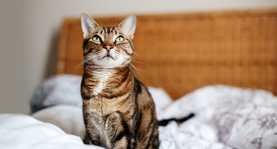 Cat on the bed looking at its owner